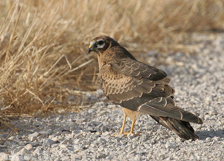 Montagus Harrier Circus pygargus  Beit Shean  valley ,  October  2008 Lior Kislev